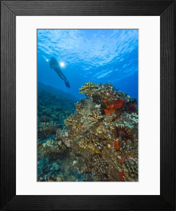 Framed Print : scuba divers, Molokini Crater near South Maui, Hawaii, USA (MR)