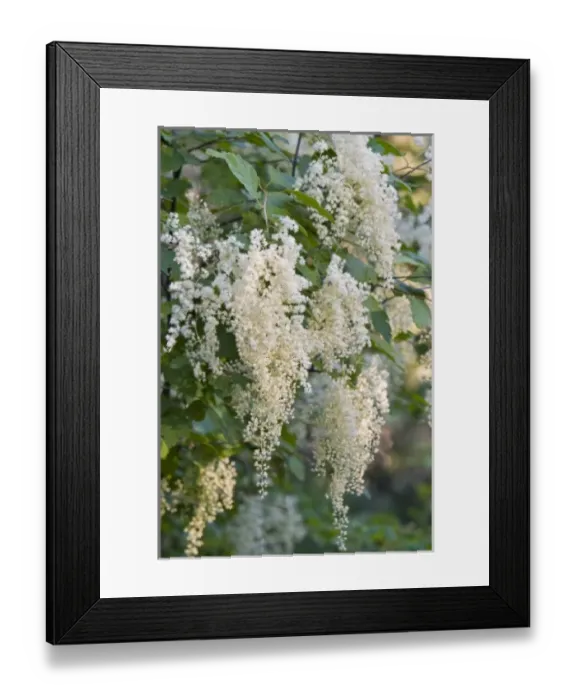 Framed Print : USA, North America, Montana