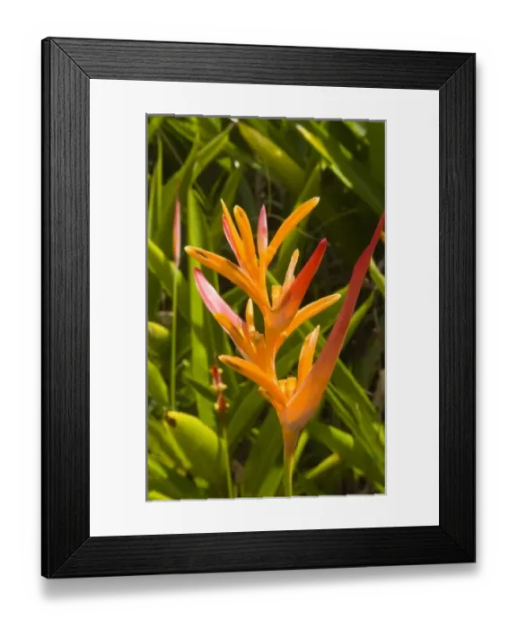 Framed Print : USA, North America, Hawaii Framed Print : USA, North America, Hawaii