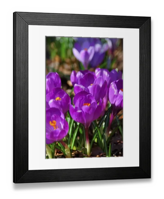 Framed Print : North America, USA, Massachusetts, Reading, Crocus Framed Print : North America, USA, Massachusetts, Reading, Crocus