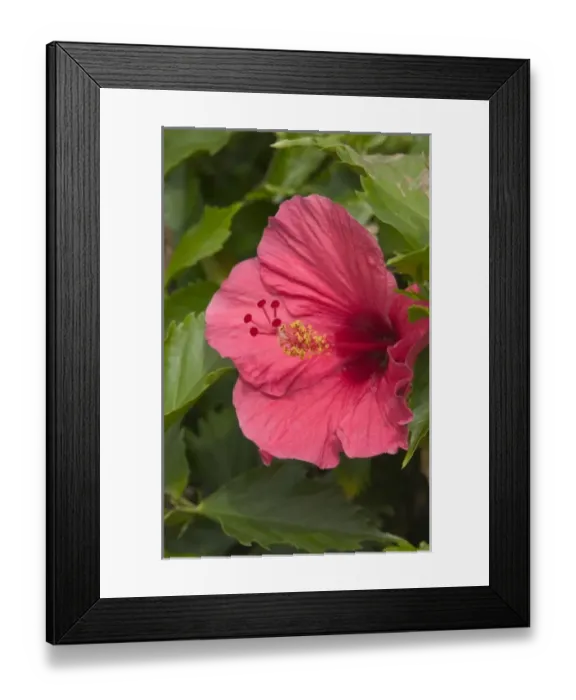 Framed Print : USA, Hawaii, Kauai, Hibiscus (RF) Framed Print : USA, Hawaii, Kauai, Hibiscus (RF)