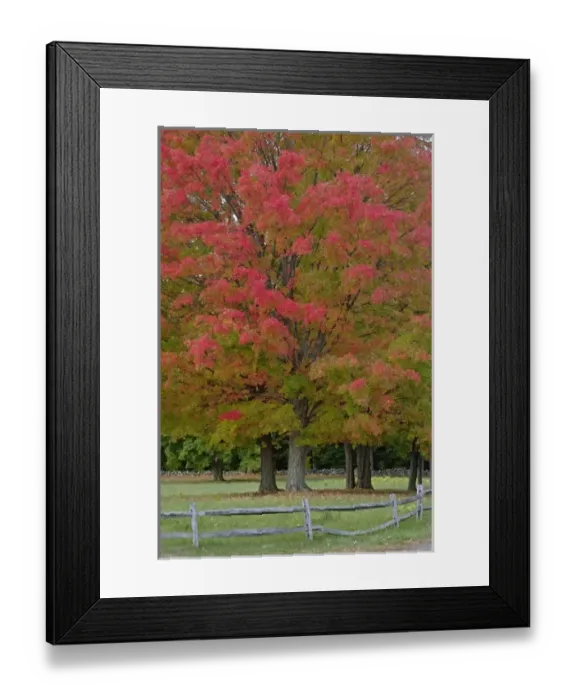 Framed Print : Red Maple tree in autumn colors, near Concord, Massachusetts Framed Print : Red Maple tree in autumn colors, near Concord, Massachusetts