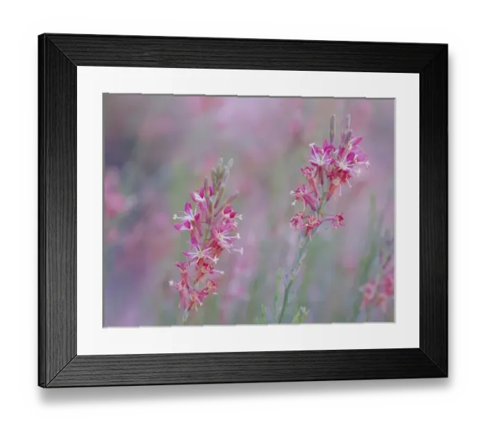 Framed Print : Guara Parviflora(Lizard-tail) growing in desert wash, Valley of Fire State Park, Nevada Framed Print : Guara Parviflora(Lizard-tail) growing in desert wash, Valley of Fire State Park, Nevada