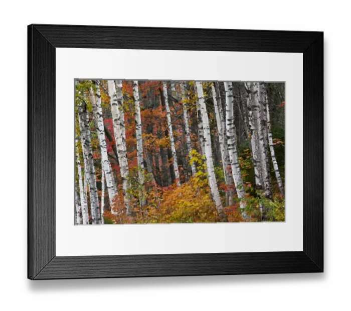 Framed Print : Fall color lines gravel road in the Keweenaw Penninsula in the UP of Michigan Framed Print : Fall color lines gravel road in the Keweenaw Penninsula in the UP of Michigan