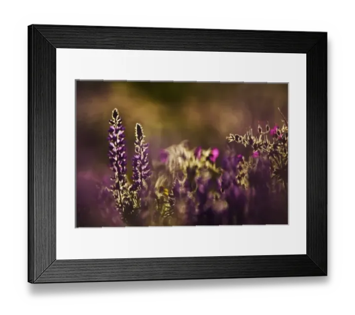 Framed Print : Backlit lupine flowers, Glacier National Park, Montana Framed Print : Backlit lupine flowers, Glacier National Park, Montana
