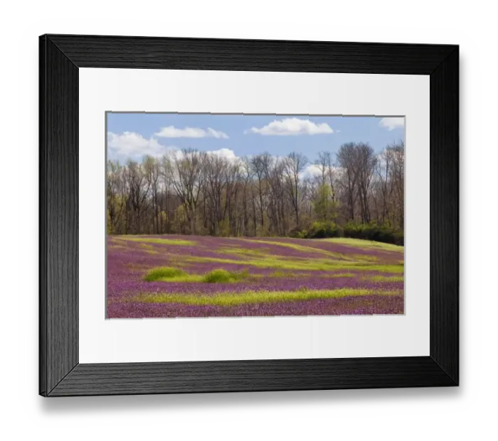 Framed Print : Large field of Henbit flowers in full bloom, Kentucky