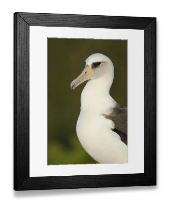 Framed Print : North America, Northwestern Hawaiian Islands, Midway Atoll. Laysan Albatross