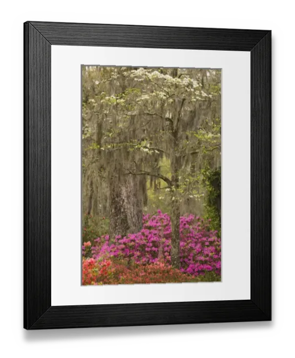 Framed Print : USA; Georgia; Savannah. Azaleas and dogwood blooming in the spring at historic Bonaventure Cemetery