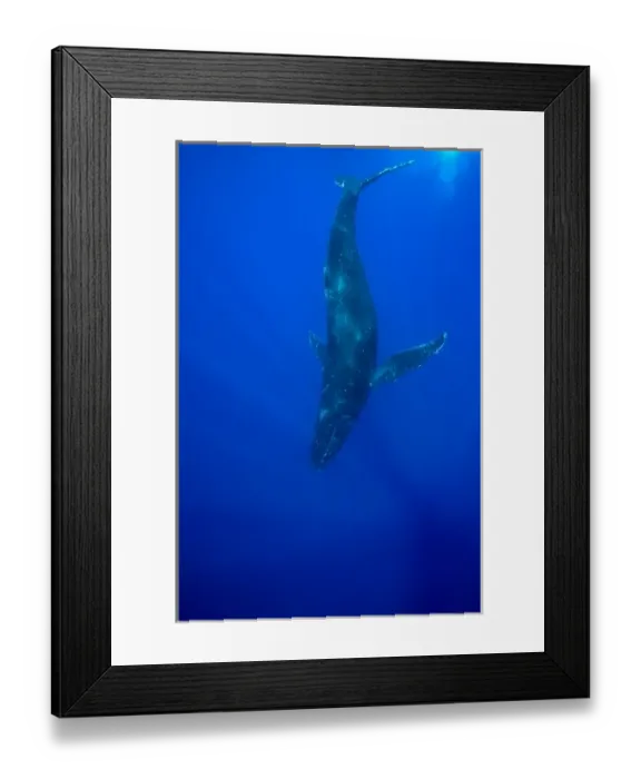 Framed Print : USA, Hawaii, Big Island, Underwater view of Humpback Whale (Megaptera novaengliae) Framed Print : USA, Hawaii, Big Island, Underwater view of Humpback Whale (Megaptera novaengliae)