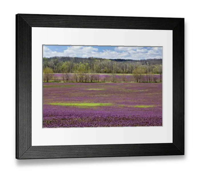 Framed Print : Large field of Henbit flowers in full bloom, Kentucky
