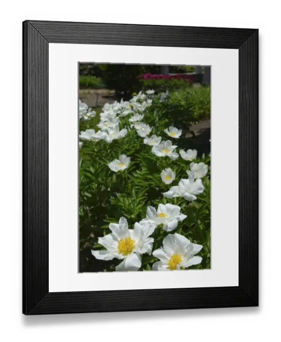 Framed Print : USA, Massachusetts, Boylston, Tower Hill Botanic Garden, paeonies in bloom Framed Print : USA, Massachusetts, Boylston, Tower Hill Botanic Garden, paeonies in bloom