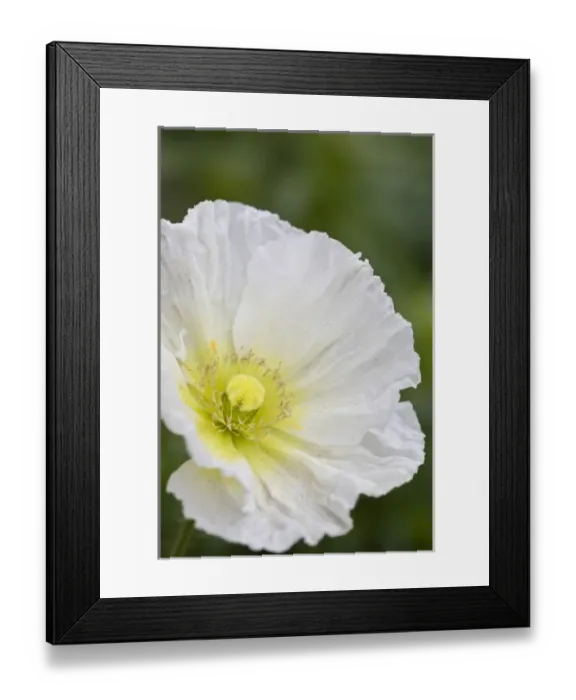 Framed Print : USA, Georgia, Pine Mountain. A closeup of a poppy blossom Framed Print : USA, Georgia, Pine Mountain. A closeup of a poppy blossom