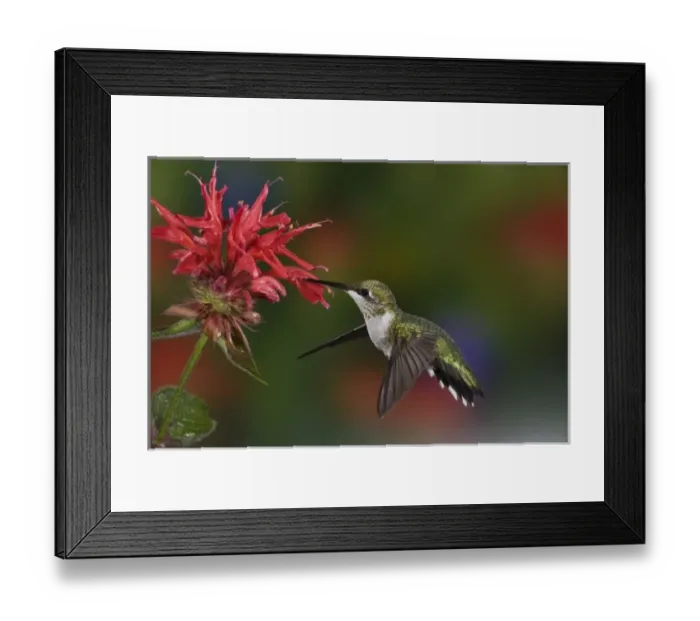 Framed Print : Female Ruby-throated Hummingbird feeding on flower, Louisville, Kentucky Framed Print : Female Ruby-throated Hummingbird feeding on flower, Louisville, Kentucky