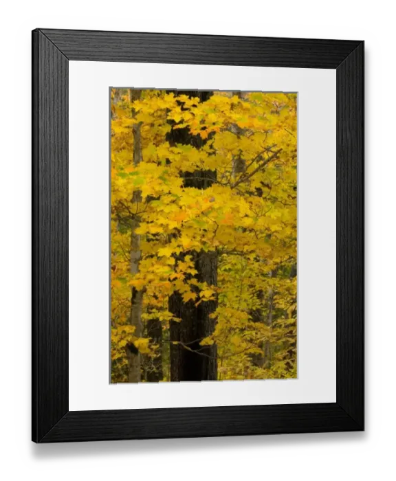 Framed Print : USA, North America, Maine