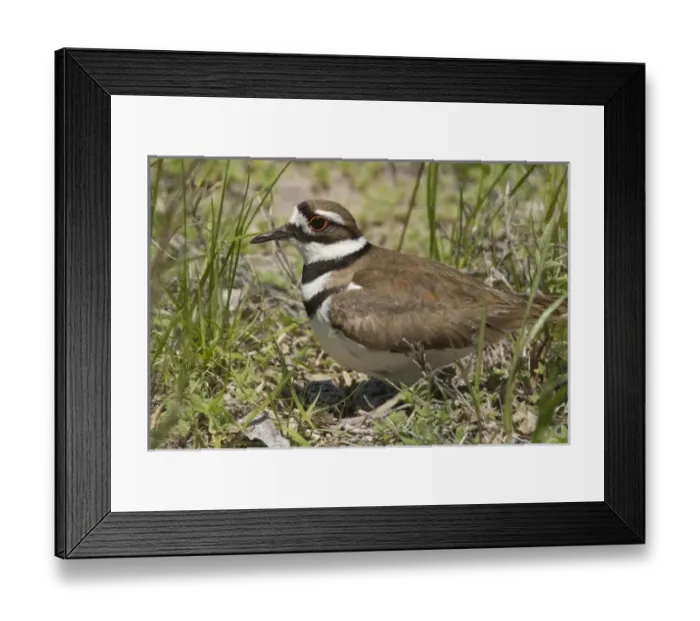 Framed Print : USA, North America, Idaho