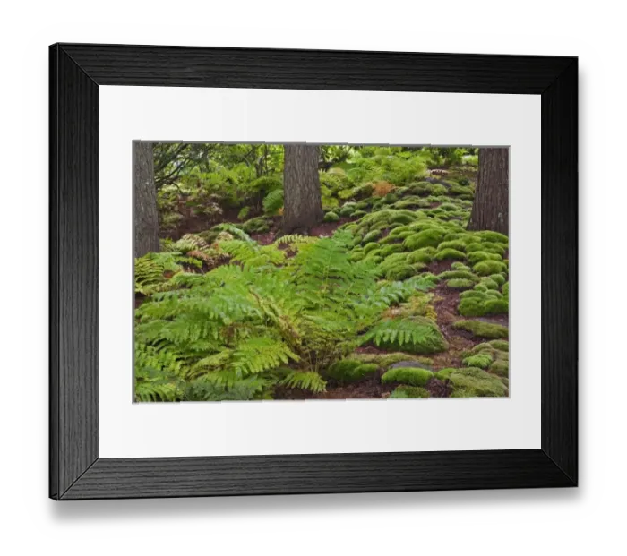 Framed Print : USA, North America, Maine