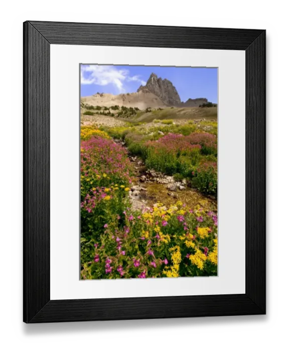 Framed Print : Indian Paintbrush and Monkey Flwoers, Alaska Basin, Targhee National Forest, Idaho Framed Print : Indian Paintbrush and Monkey Flwoers, Alaska Basin, Targhee National Forest, Idaho