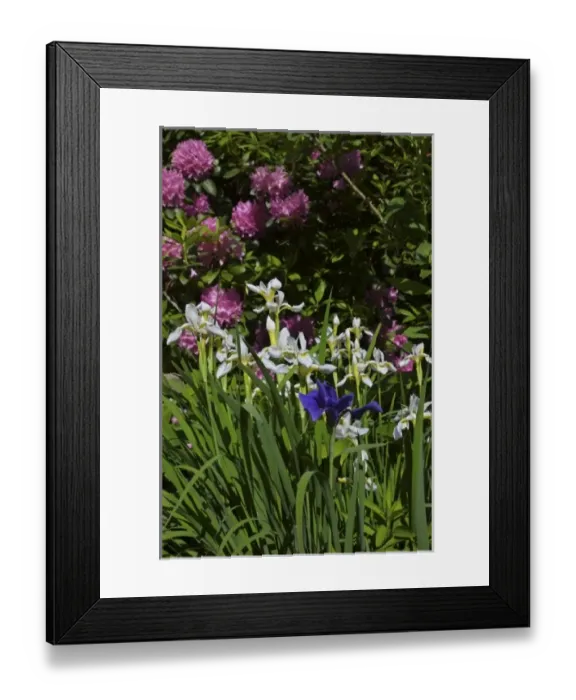 Framed Print : USA, Massachusetts, Reading, irises and rhododendron in full bloom Framed Print : USA, Massachusetts, Reading, irises and rhododendron in full bloom