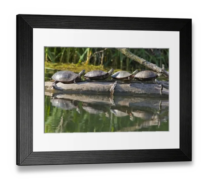 Framed Print : Unknown. Painted turtles sunning themselves in the Illinois Framed Print : Unknown. Painted turtles sunning themselves in the Illinois