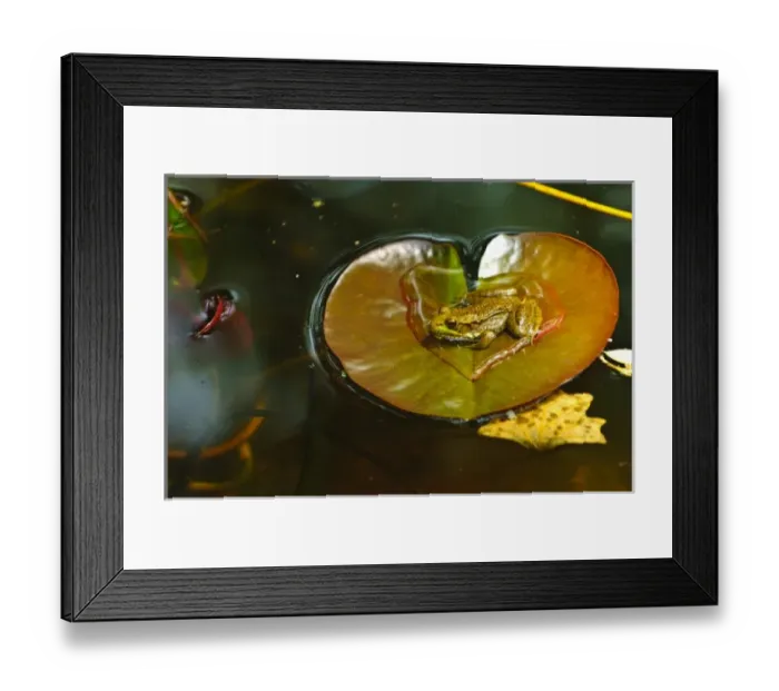 Framed Print : USA, Minnesota, Mendota Heights, Green Frog Resting on a Lilypad in a Garden Pond