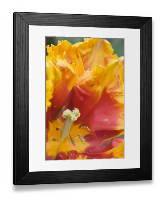Framed Print : USA, North America, Georgia Framed Print : USA, North America, Georgia