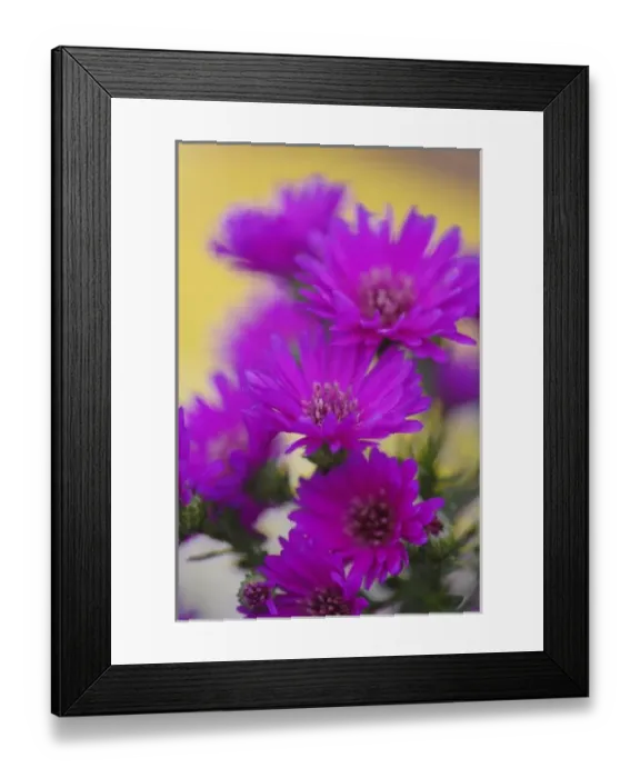 Framed Print : Aster flower in autumn, New Hampshire Framed Print : Aster flower in autumn, New Hampshire
