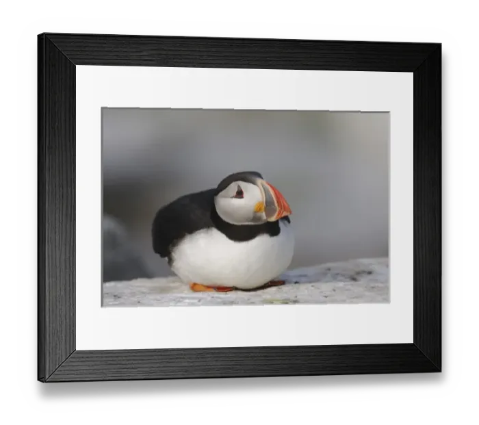 Framed Print : USA, North America, Maine Framed Print : USA, North America, Maine