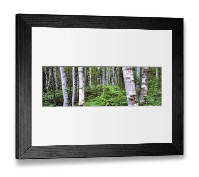 Framed Print : USA, Michigan, Upper Peninsula. Paper birch forests cover much of the Upper Peninsula in Michigan Framed Print : USA, Michigan, Upper Peninsula. Paper birch forests cover much of the Upper Peninsula in Michigan
