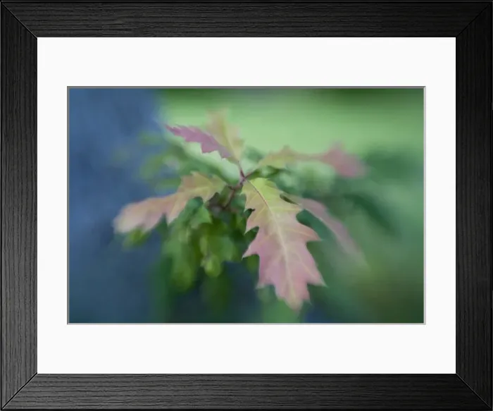 Framed Print : USA, Maine, Harpswell. Close-up of oak leaves in early autumn Framed Print : USA, Maine, Harpswell. Close-up of oak leaves in early autumn
