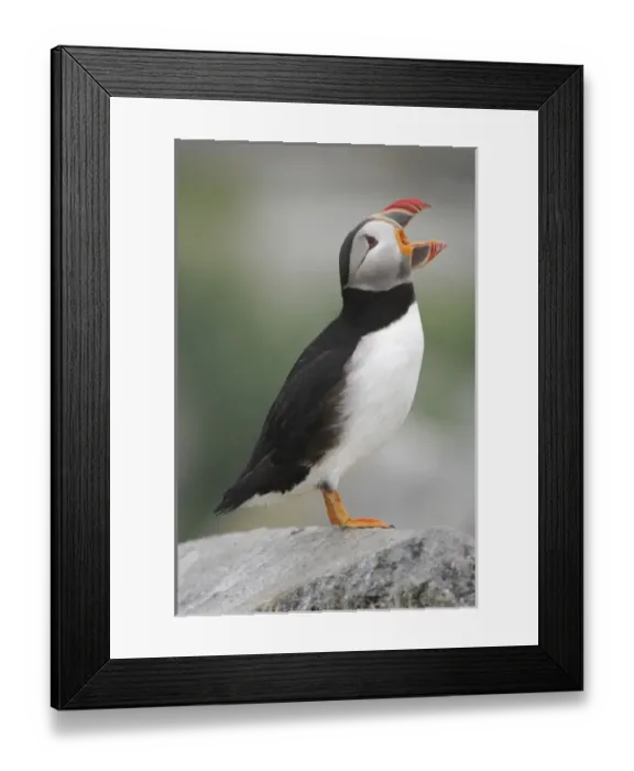 Framed Print : USA, North America, Maine Framed Print : USA, North America, Maine