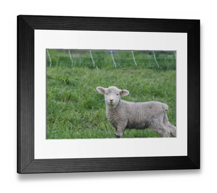 Framed Print : USA, Massachusetts, Shelburne. A lamb looks at the photographer