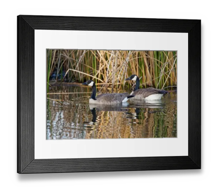 Framed Print : USA, North America, Montana