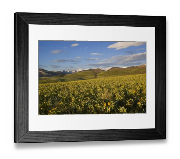 Framed Print : Arrowleaf balsamroot covers the prairie at the southern end of the Rocky Mountains