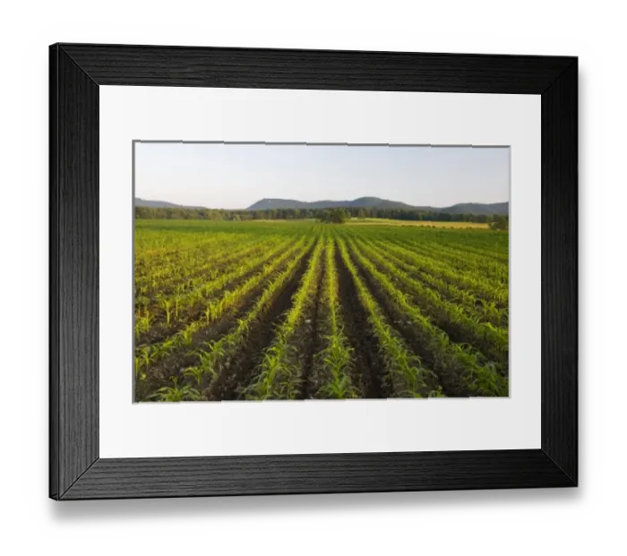 Framed Print : USA, North America, Massachusetts Framed Print : USA, North America, Massachusetts
