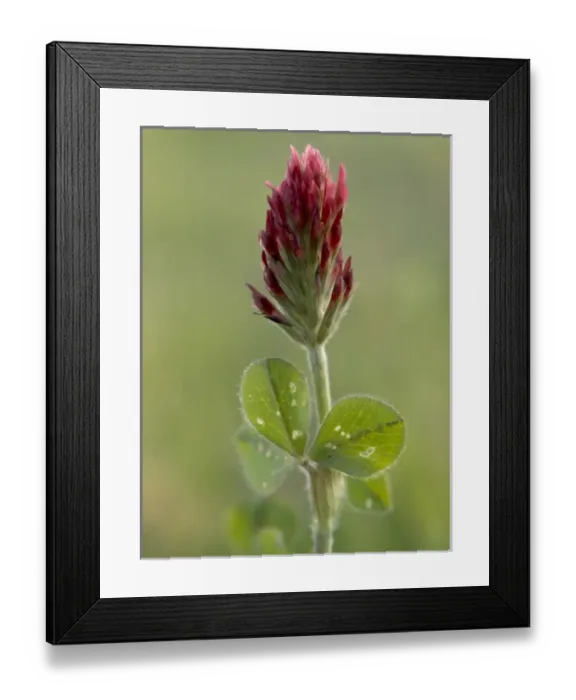 Framed Print : USA, North America, Mississippi Framed Print : USA, North America, Mississippi