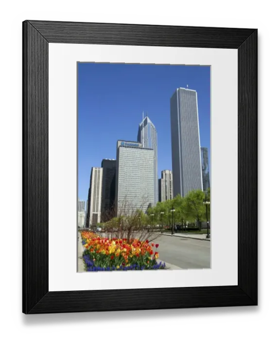Framed Print : Tulips in bloom at Millennium Park in Chicago, Illinois, USA Framed Print : Tulips in bloom at Millennium Park in Chicago, Illinois, USA