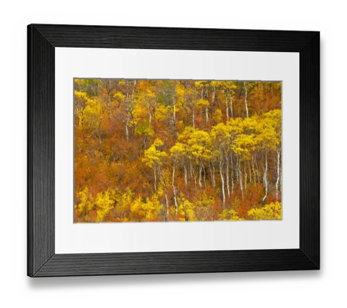 Framed Print : Quaking aspen grove in peak autumn color in Glacier National Park, Montana, USA Framed Print : Quaking aspen grove in peak autumn color in Glacier National Park, Montana, USA