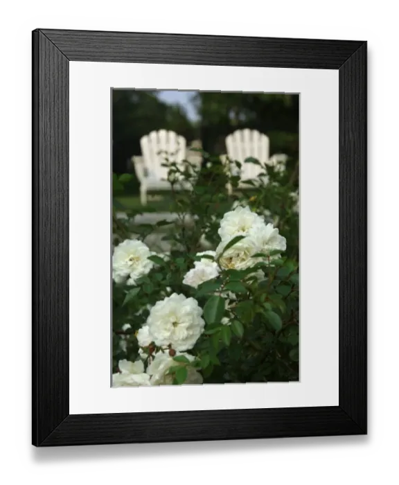 Framed Print : USA; Massachusetts; Marshfield; Adirondack chairs and rose bush (PR) Framed Print : USA; Massachusetts; Marshfield; Adirondack chairs and rose bush (PR)