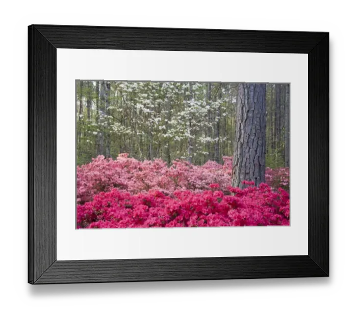Framed Print : USA, Georgia, Pine Mountain. A mixture of dogwood and azaleas in the garden Framed Print : USA, Georgia, Pine Mountain. A mixture of dogwood and azaleas in the garden