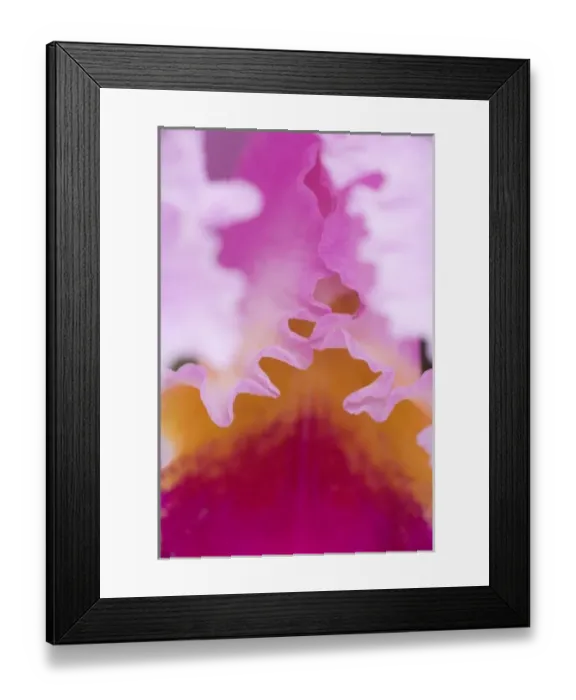 Framed Print : USA, Georgia, Pine Mountain. A closeup of an orchid Framed Print : USA, Georgia, Pine Mountain. A closeup of an orchid
