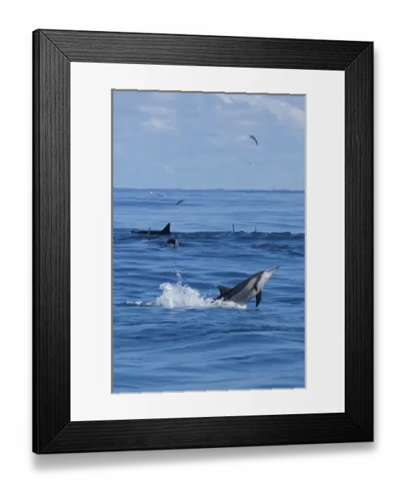 Framed Print : North America, Northwestern Hawaiian Islands, Midway Atoll. Hawaiian Spinner Dolphin Framed Print : North America, Northwestern Hawaiian Islands, Midway Atoll. Hawaiian Spinner Dolphin