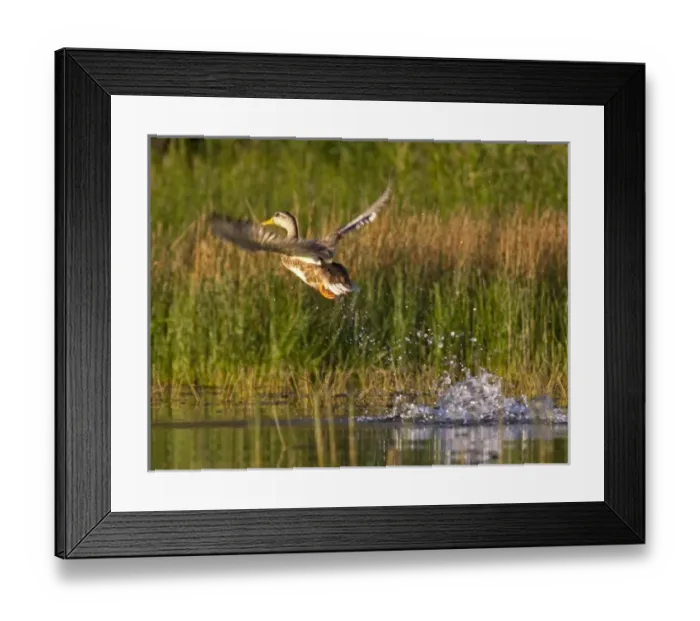 Framed Print : Adult female mallard duck takes off from Whitefish Lake in Montana Framed Print : Adult female mallard duck takes off from Whitefish Lake in Montana