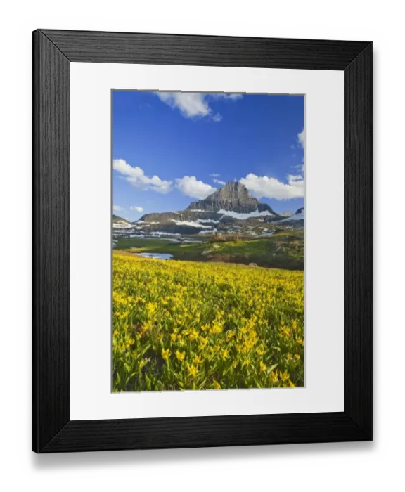 Framed Print : Glacier lillies carpet the meadows at Logan Pass in Glacier National Park in Montana
