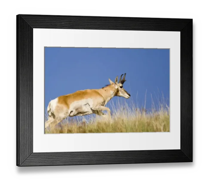 Framed Print : Pronghorn antelope buck on the move at the National Bison Range in the Mission Valley Framed Print : Pronghorn antelope buck on the move at the National Bison Range in the Mission Valley