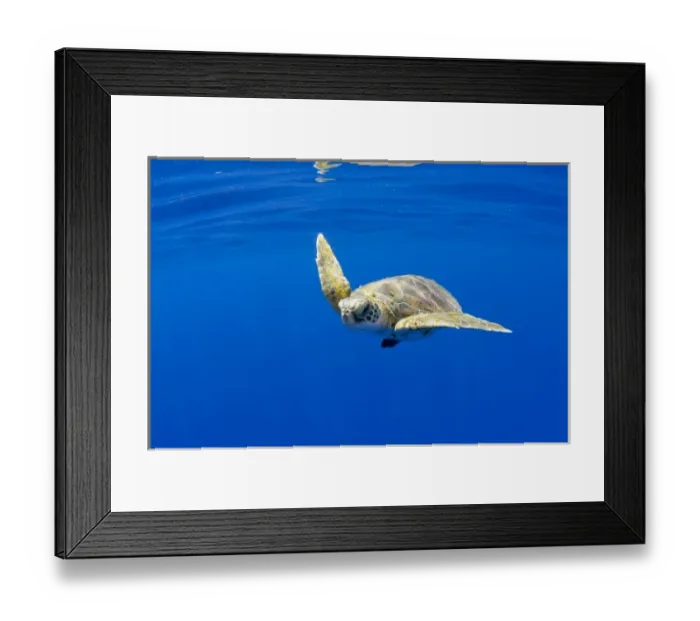 Framed Print : USA, Hawaii, Big Island, Underwater view of small endangered Green Sea Turtle (Chelonia Framed Print : USA, Hawaii, Big Island, Underwater view of small endangered Green Sea Turtle (Chelonia