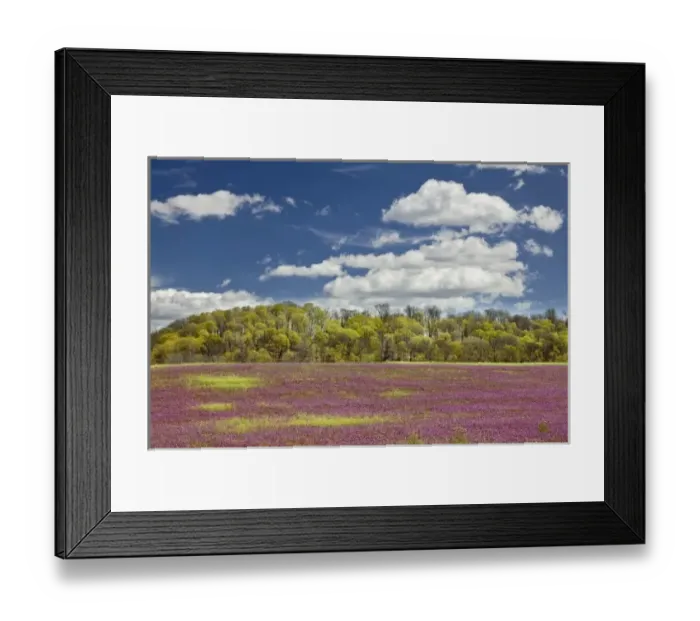 Framed Print : Large field of Henbit flowers in full bloom, Kentucky Framed Print : Large field of Henbit flowers in full bloom, Kentucky