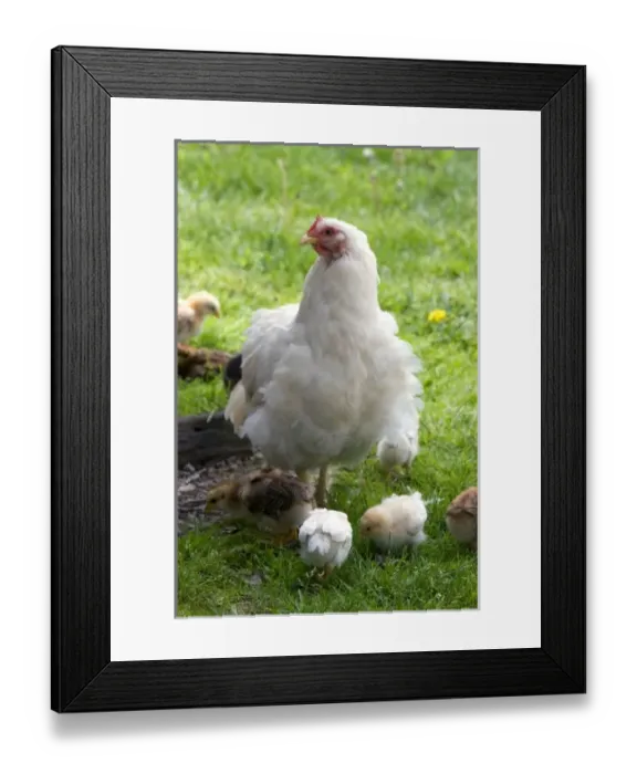 Framed Print : USA, North America, Michigan