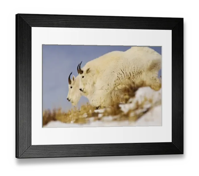 Framed Print : USA, North America, Montana