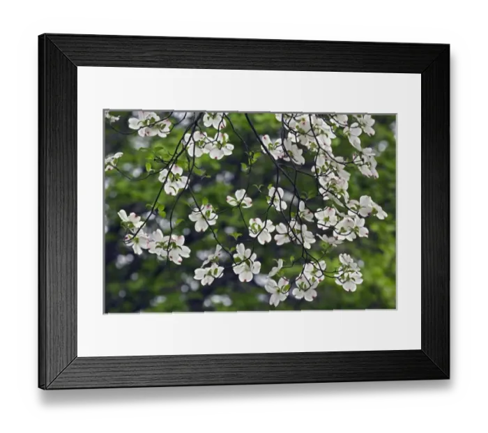 Framed Print : Flowering Dogwood tree blossoms viewed from below (Cornus Florida) Louisville, Kentucky Framed Print : Flowering Dogwood tree blossoms viewed from below (Cornus Florida) Louisville, Kentucky