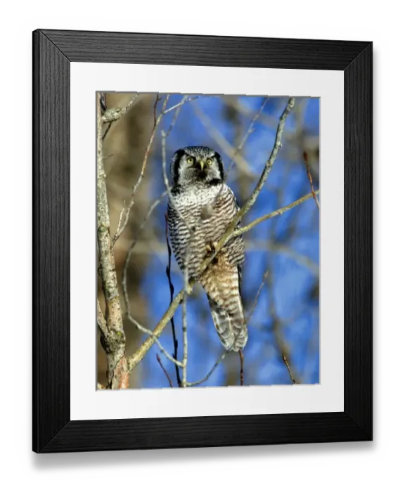 Framed Print : Northern Hawk Owl perched in a tree